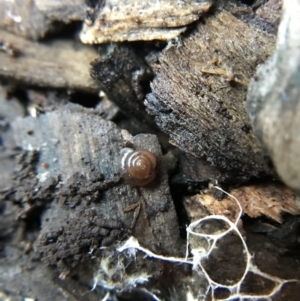 Zonitoides arboreus at Garran, ACT - 14 Aug 2021