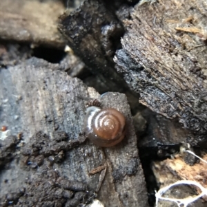 Zonitoides arboreus at Garran, ACT - 14 Aug 2021