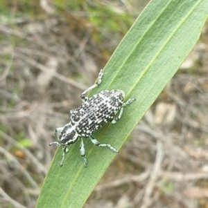 Chrysolopus spectabilis at Leura, NSW - 9 Jan 2021