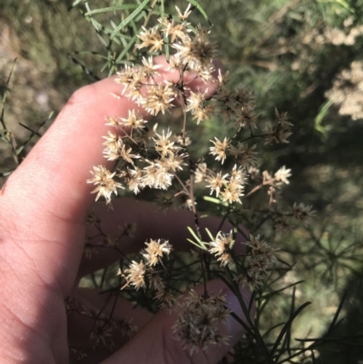 Cassinia quinquefaria (Rosemary Cassinia) at Deakin, ACT - 15 Aug 2021 by Tapirlord