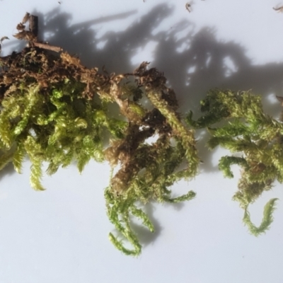 Unidentified Moss, Liverwort or Hornwort at Gundaroo, NSW - 20 Aug 2021 by Gunyijan
