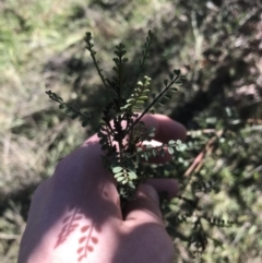 Indigofera adesmiifolia (Tick Indigo) at Deakin, ACT - 15 Aug 2021 by Tapirlord