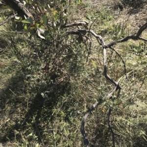 Indigofera adesmiifolia at Deakin, ACT - 15 Aug 2021