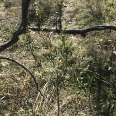 Indigofera adesmiifolia at Deakin, ACT - 15 Aug 2021