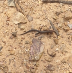 Lampropholis guichenoti (Common Garden Skink) at Downer, ACT - 7 Mar 2021 by LD12