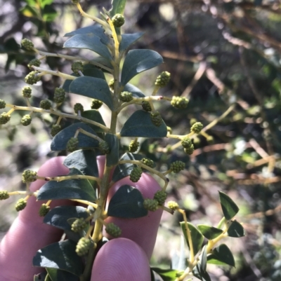 Acacia cultriformis (Knife Leaf Wattle) at Deakin, ACT - 15 Aug 2021 by Tapirlord