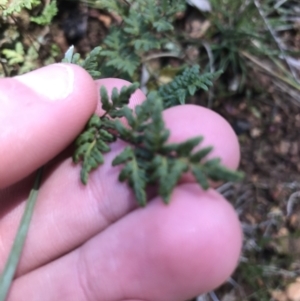 Cheilanthes sieberi at Deakin, ACT - 15 Aug 2021