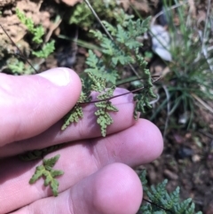 Cheilanthes sieberi at Deakin, ACT - 15 Aug 2021