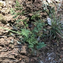 Cheilanthes sieberi at Deakin, ACT - 15 Aug 2021 11:54 AM