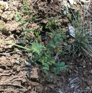 Cheilanthes sieberi at Deakin, ACT - 15 Aug 2021