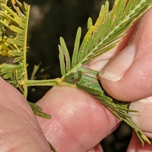 Acacia decurrens at Hackett, ACT - 21 Aug 2021