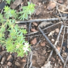 Asperula conferta at Deakin, ACT - 15 Aug 2021