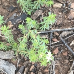 Asperula conferta at Deakin, ACT - 15 Aug 2021