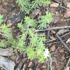 Asperula conferta at Deakin, ACT - 15 Aug 2021