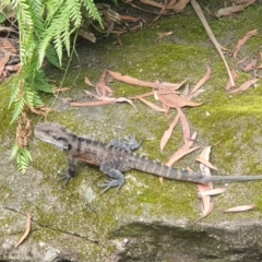 Intellagama lesueurii lesueurii (Eastern Water Dragon) at Blue Mountains National Park, NSW - 20 Feb 2021 by LD12