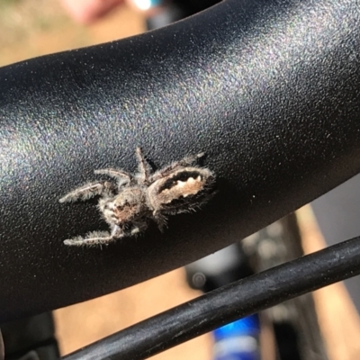 Sandalodes superbus (Ludicra Jumping Spider) at Deakin, ACT - 15 Aug 2021 by Tapirlord