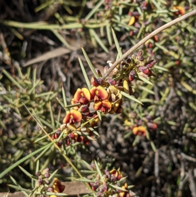 Daviesia genistifolia (Broom Bitter Pea) at Downer, ACT - 21 Aug 2021 by abread111