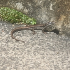 Eulamprus heatwolei (Yellow-bellied Water Skink) at Blackheath, NSW - 16 Jan 2021 by LD12