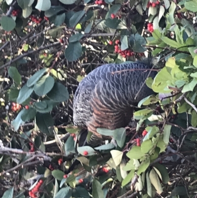 Callocephalon fimbriatum (Gang-gang Cockatoo) at Hughes, ACT - 15 Aug 2021 by Tapirlord