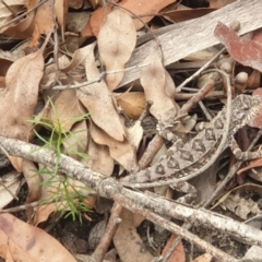 Rankinia diemensis (Mountain Dragon) at Woodford, NSW - 20 Feb 2021 by LD12