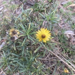 Xerochrysum viscosum (Sticky Everlasting) at Crace, ACT - 21 Aug 2021 by Jenny54