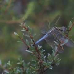 Orthetrum caledonicum (Blue Skimmer) at Gundaroo, NSW - 28 Dec 2020 by Gunyijan