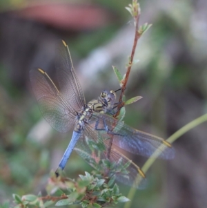 Orthetrum caledonicum at Gundaroo, NSW - 28 Dec 2020