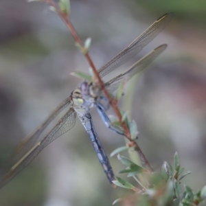 Orthetrum caledonicum at Gundaroo, NSW - 28 Dec 2020