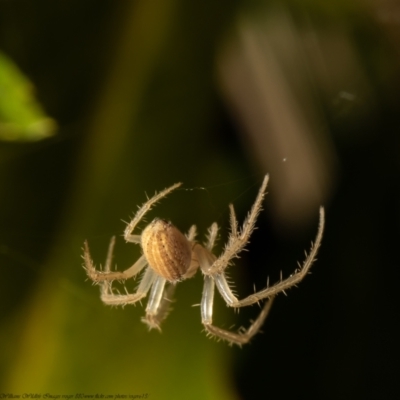 Larinia sp. (genus) (Larinia orb weaver) at Macgregor, ACT - 21 Aug 2021 by Roger