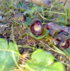 Corysanthes incurva (Slaty Helmet Orchid) at Fadden, ACT by ArcherCallaway