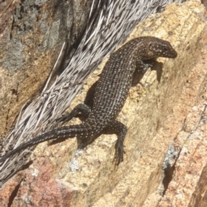 Egernia cunninghami at Tennent, ACT - 24 Mar 2019