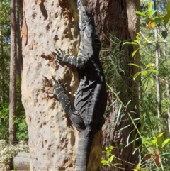 Varanus varius (Lace Monitor) at Termeil, NSW - 31 Mar 2019 by LD12