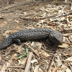 Tiliqua rugosa (Shingleback Lizard) at Downer, ACT - 25 Feb 2020 by LD12