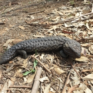 Tiliqua rugosa at Downer, ACT - 25 Feb 2020