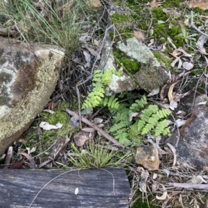 Histiopteris incisa at Majura, ACT - suppressed