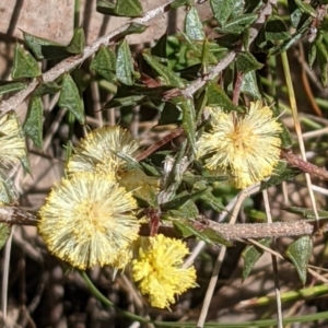 Acacia gunnii at Downer, ACT - 21 Aug 2021