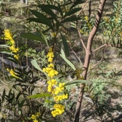 Acacia rubida (Red-stemmed Wattle, Red-leaved Wattle) at Downer, ACT - 21 Aug 2021 by abread111