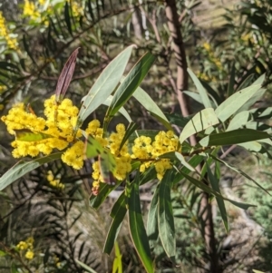 Acacia rubida at Downer, ACT - 21 Aug 2021