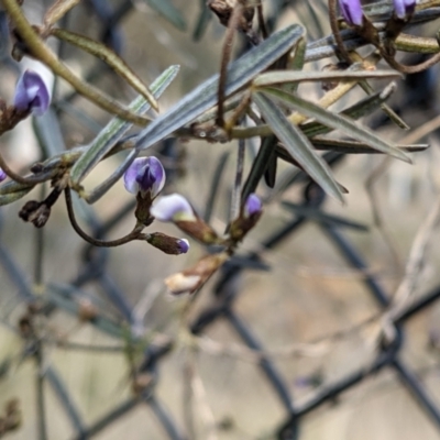 Glycine clandestina (Twining Glycine) at Downer, ACT - 21 Aug 2021 by abread111