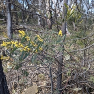 Acacia rubida at Downer, ACT - 21 Aug 2021 11:28 AM