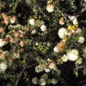 Acacia gunnii at Bruce, ACT - 20 Aug 2021