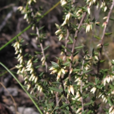 Leucopogon fletcheri subsp. brevisepalus (Twin Flower Beard-Heath) at Bruce Ridge to Gossan Hill - 20 Aug 2021 by pinnaCLE