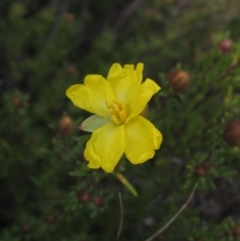 Hibbertia calycina (Lesser Guinea-flower) at Bruce Ridge to Gossan Hill - 20 Aug 2021 by pinnaCLE