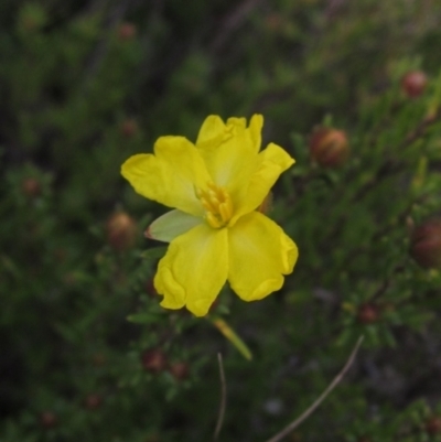 Hibbertia calycina (Lesser Guinea-flower) at Bruce, ACT - 20 Aug 2021 by pinnaCLE