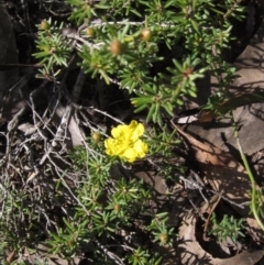 Hibbertia calycina at Bruce, ACT - 20 Aug 2021 02:20 PM