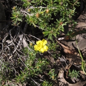 Hibbertia calycina at Bruce, ACT - 20 Aug 2021 02:20 PM