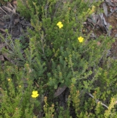 Hibbertia calycina at Bruce, ACT - 20 Aug 2021