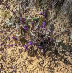 Hardenbergia violacea (False Sarsaparilla) at Downer, ACT - 21 Aug 2021 by abread111