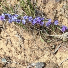 Hovea heterophylla (Common Hovea) at Downer, ACT - 21 Aug 2021 by abread111