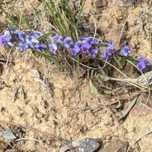 Hovea heterophylla at Downer, ACT - 21 Aug 2021 11:26 AM